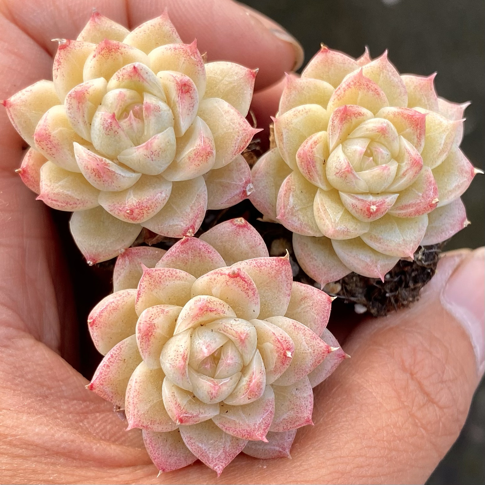 【七总】多肉，冷月清风，新品杂交边线女王冰透暗纹粉色,鲜花速递/花卉仿真/绿植园艺,多肉植物,淘宝优惠券,粉丝福利购,淘宝优惠卷