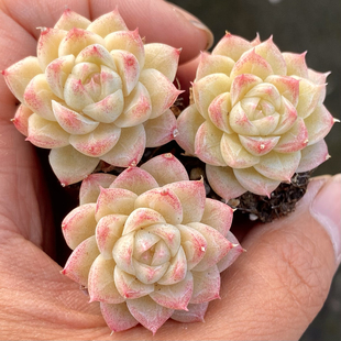 【七总】多肉，冷月清风，新品杂交边线女王冰透暗纹粉色