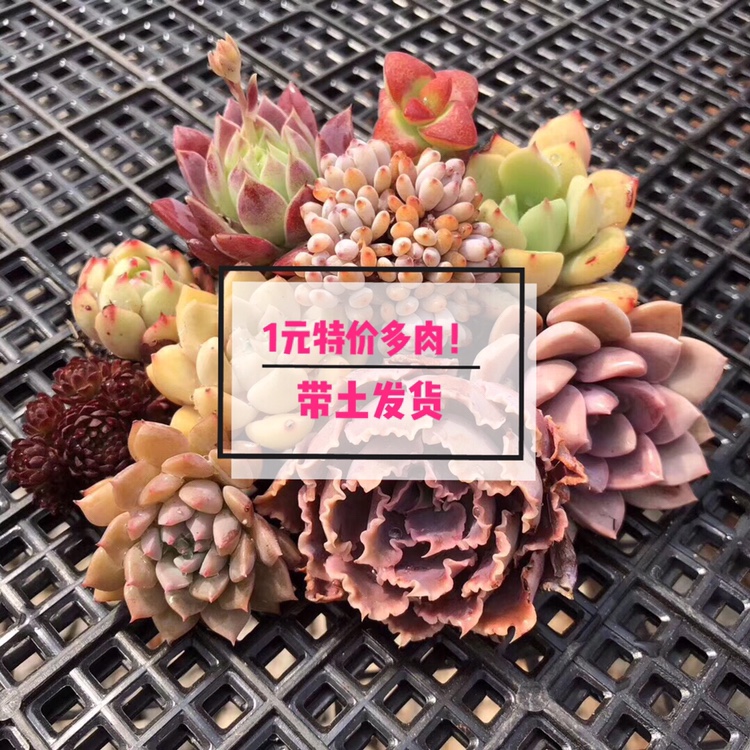 [Seven total]Succulent,Peach eggs,1 yuan state Rouleaux baby Ebony Don India Robin rose Videoin the Flower delivery/Flowers simulation/Plants gardening , Flowers/Potted plants (New) , Succulents  category - from Buy2taobao.com to provide professional Taobao agent buy service