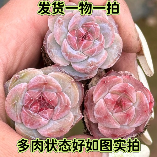 一物一拍冰魄多肉暗纹糖心梦露