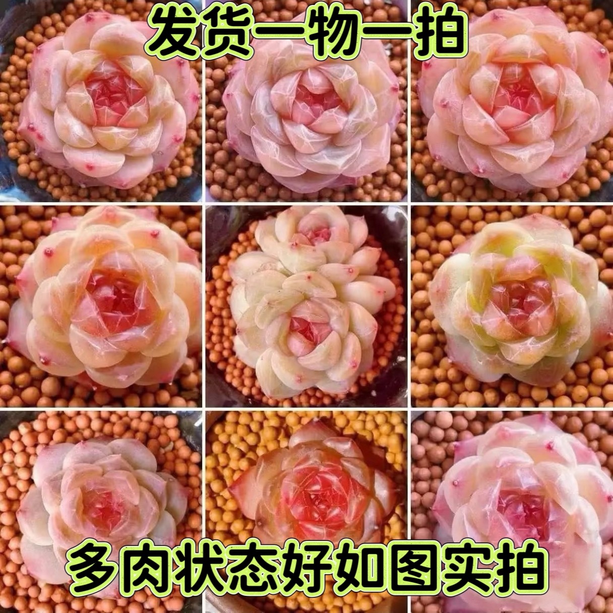 【七总】一物一拍冰魄，果冻色粉色单头月影系冰心糖心暗纹多肉