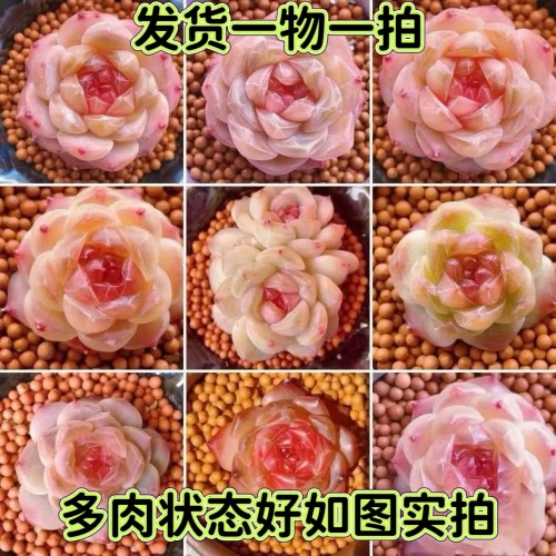 一物一拍冰魄多肉暗纹糖心梦露