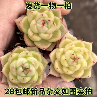 【七总】多肉，青禾，杂交麦秆珍妮暗纹边线女王睫毛一物一拍