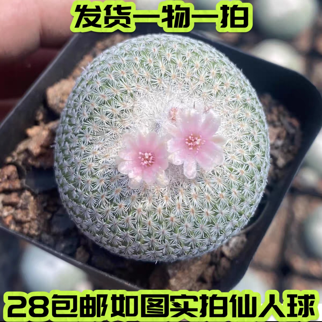 一物一拍月世界无刺仙人球开花