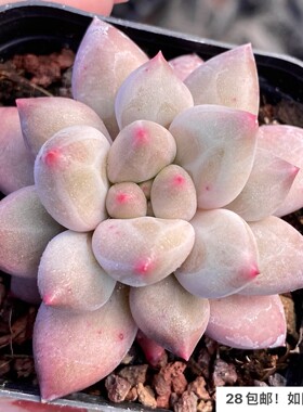 【七总】多肉，红蜻蜓，单头红色，大颗状态稀有美观好养便宜