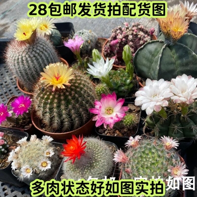 实生仙人球星兜鸾凤玉肋骨菲牡丹