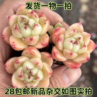 【七总】多肉，霓虹珍妮，杂交麦秆珍妮暗纹边线女王睫毛一物一拍