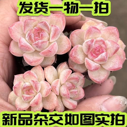 橙梦露糖心雪莲杂交暗纹一物一拍