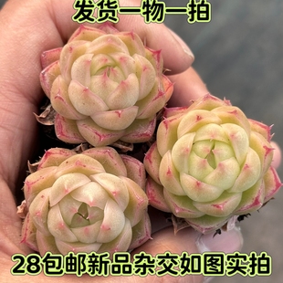 【七总】多肉，雪山女王，杂交暗纹边线睫毛麦秆女王金蟾一物一拍