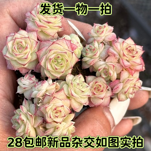 一物一拍女王杂交暗纹麦秆多肉