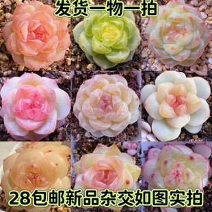 【七总】多肉，糖心暗纹月影杂交多肉，梦露冰玉琥珀冰魄一物一拍