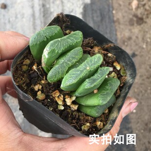 【七总】多肉，玉扇，冰灯玉露姬玉露十二卷大颗寿芦荟