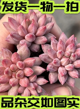 车厘子暗纹杂交红蜻蜓一物一拍