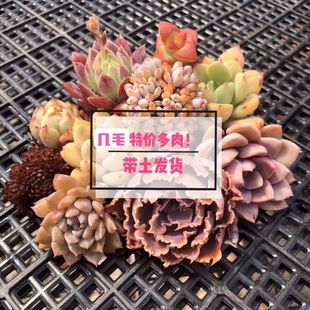 小苗带土1元 多肉 桃蛋雪莲橙梦露冰玉海螺恩宠冰魄月影 七总