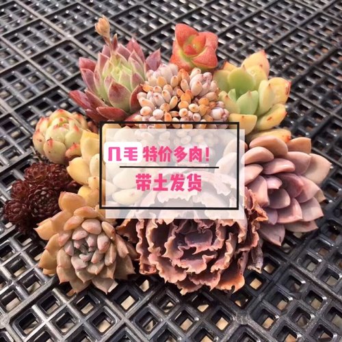 1元多肉桃蛋橙梦露雪莲麦秆带土