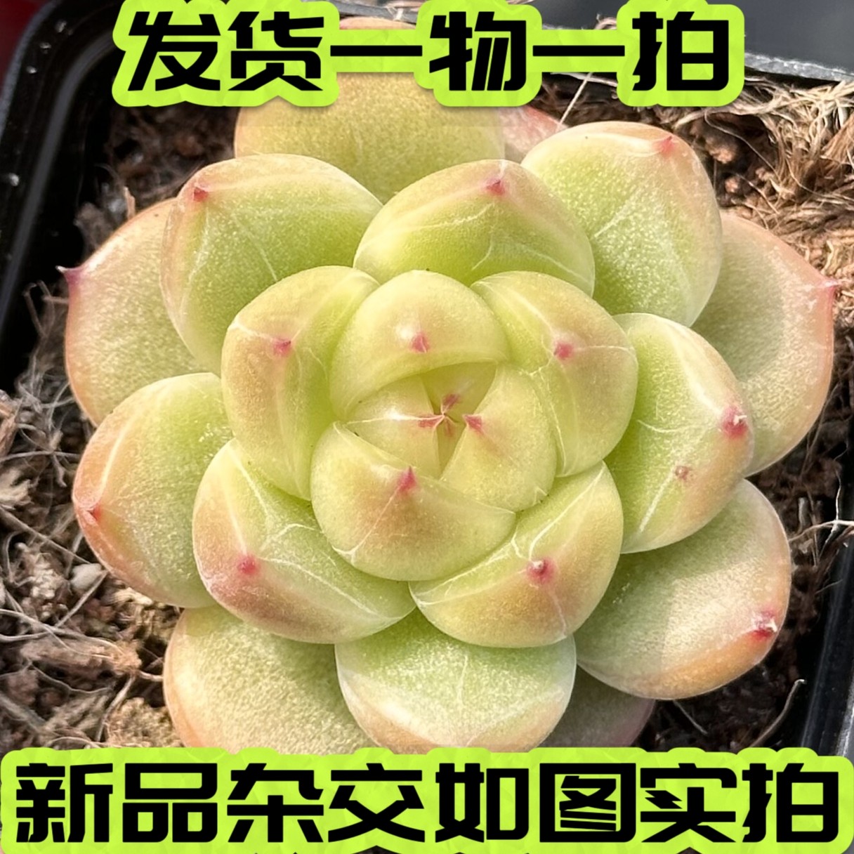 【七总】多肉，明朗珍妮，单头暗纹控养糖心梦露麦秆绿透一物一拍,鲜花速递/花卉仿真/绿植园艺,多肉植物,淘宝优惠券,粉丝福利购,淘宝优惠卷