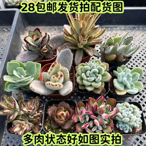 多肉月兔耳巧克力福兔红兔