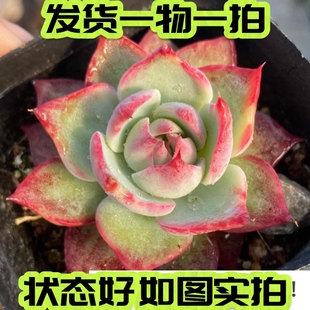 【七总】多肉，惊鸿仙子，大单头窄宽叶拉丝卡西欧韩货一物一拍