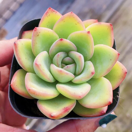 多肉轰动奶油泡芙多头大颗