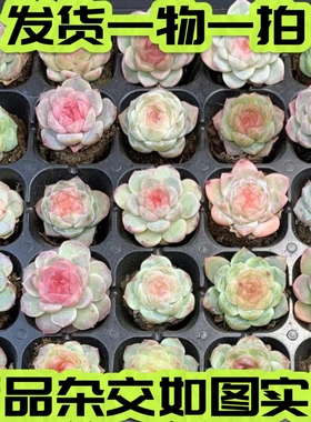 【七总】多肉，糖心杂交，血斑暗纹冰糖纯爱女王冰魄麦秆一物一拍