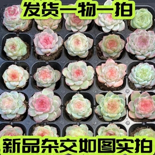 【七总】多肉，糖心杂交，血斑暗纹冰糖纯爱女王冰魄麦秆一物一拍