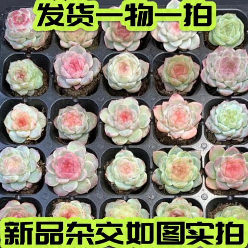 一物一拍多肉糖心月影杂交暗纹