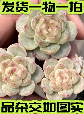 【七总】多肉，甜心，暗纹杂交冰魄糖钻粉心月影麦秆一物一拍