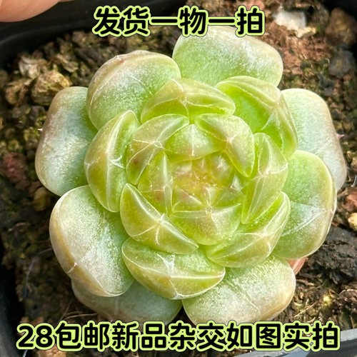 一物一拍灯泡珍妮暗纹糖心多肉