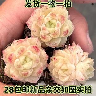 【七总】多肉，橘子酱，杂交麦秆珍妮暗纹血斑月影一物一拍