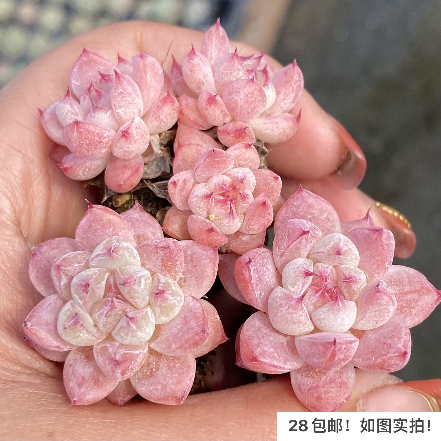 【七总】多肉，冰山蜜桃，杂交如梦令暗纹糖心新品一物一拍