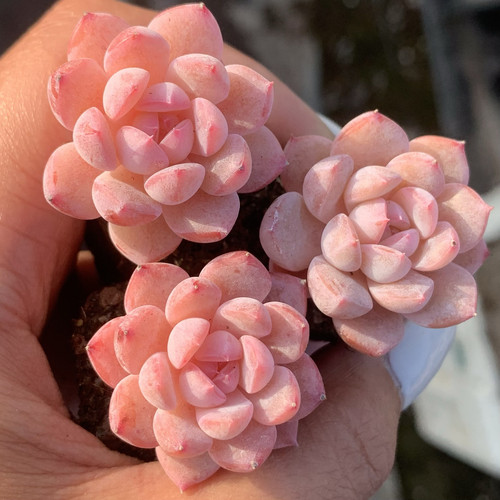 一物一拍月影杂交乌拉拉多肉