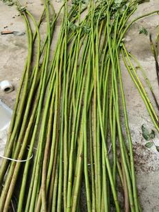 月季蔷薇杆子无刺蔷薇杆子树月季嫁接砧木