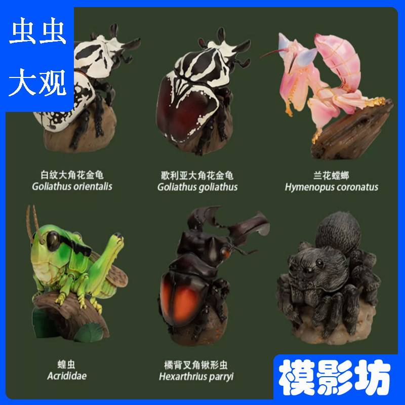 动物星球心宽体胖第11弹昆虫狼蛛兰花螳螂锹形虫金龟蝗虫蚂蚱模型
