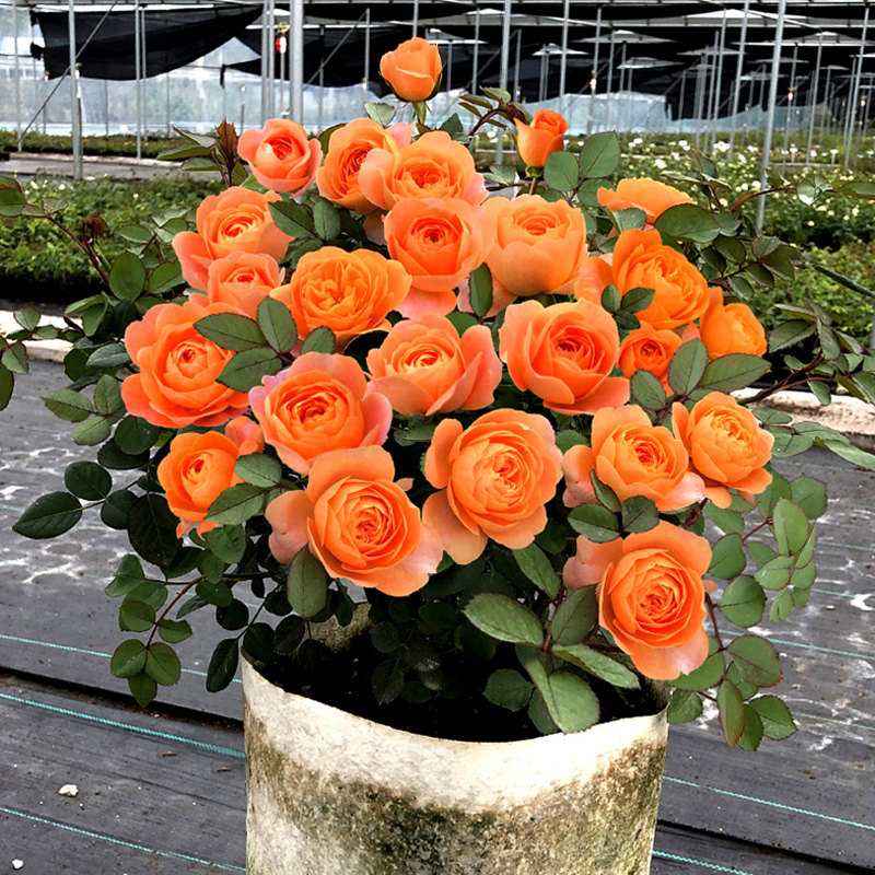 四季开花 果汁阳台月季花苗盆栽 带花苞大花浓香阳台庭院花卉植物