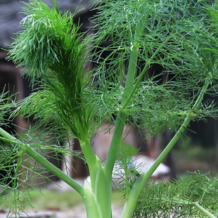 四季 割茬茴香种子 播割茬小茴香种籽盆栽阳台地栽易种蔬菜种