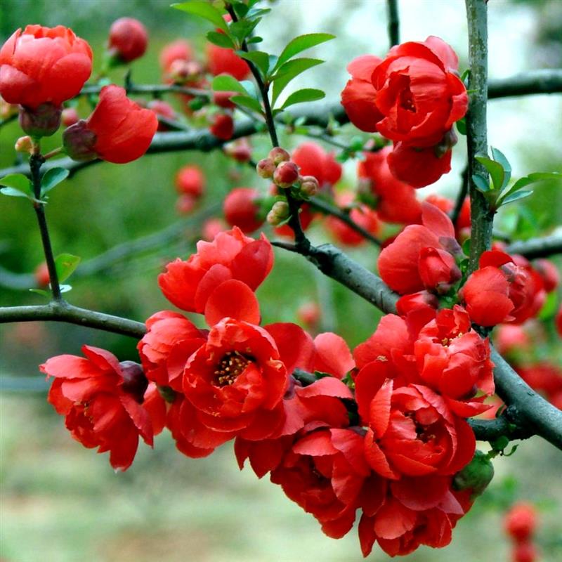 带花苞 长寿冠海棠花盆景 四季开花阳台桌面客厅书房庭院花卉植物