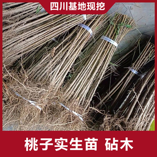桃树砧木苗未嫁接桃树苗毛桃苗拆迁占地苗原生苗南北方种植苗