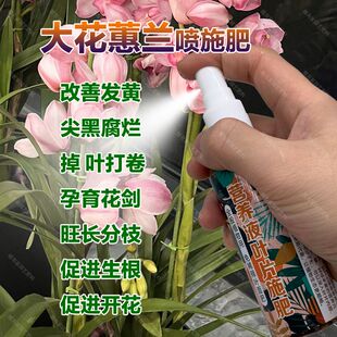 大花蕙兰专用肥料盆栽植物营养液复花出花箭养护促开花卉兰花肥料