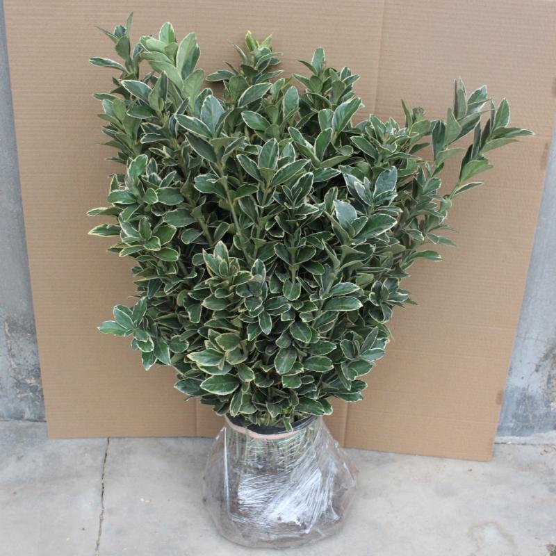冬青庭院树苗篱笆植物金边黄杨