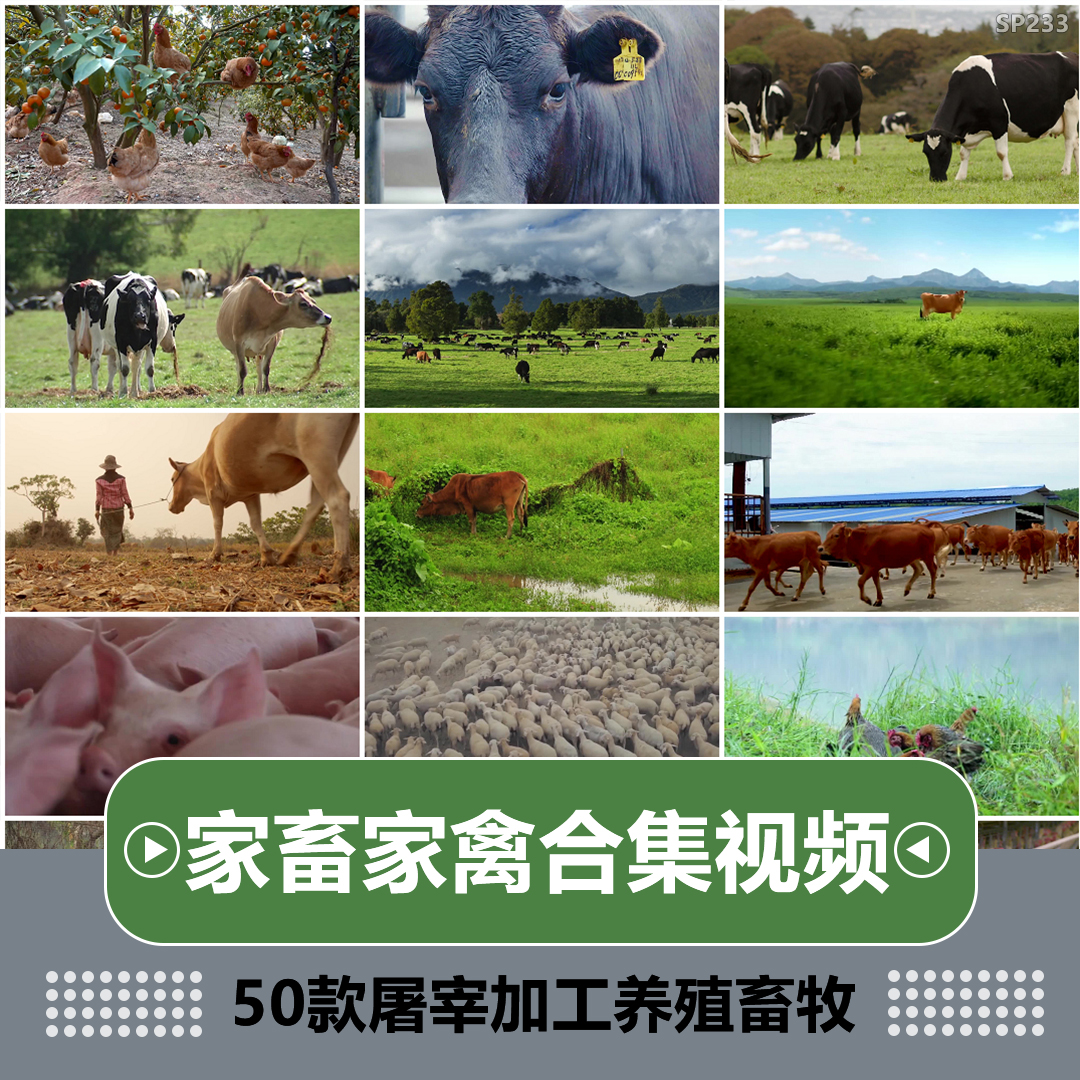 养殖场家畜家禽畜牧鸡蛋野鸡鸭猪牛羊猪肉牛肉屠宰场加工视频素材