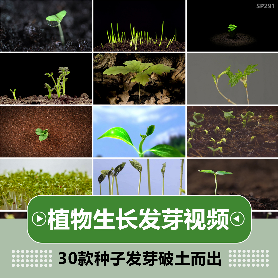 种子发芽植物快速生长延时绿色幼苗嫩苗从土壤破土而出短视频素材