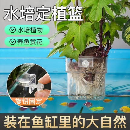 鱼缸水培架定植篮壁挂式水草杯绿萝植物固定器支架造景装饰配件