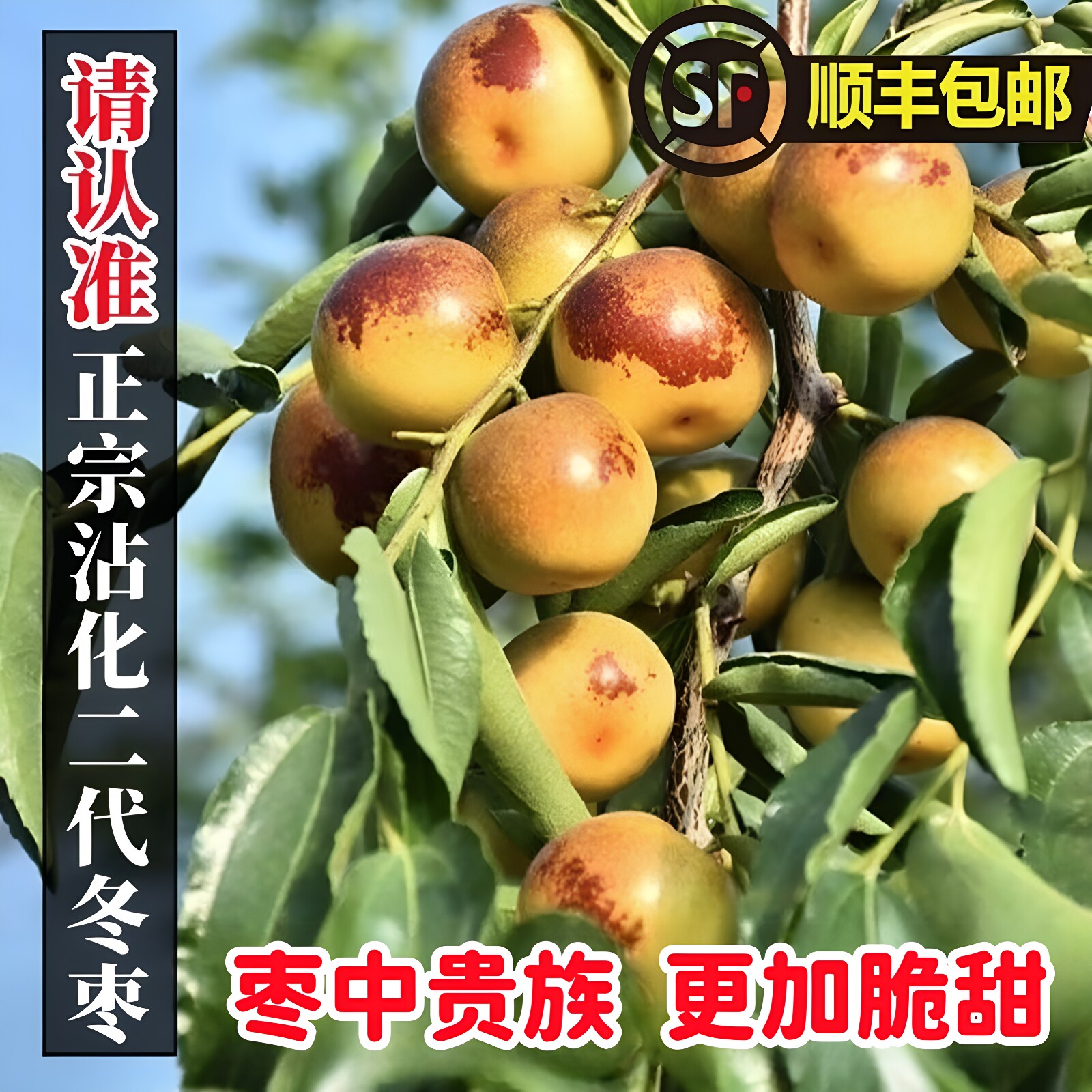 短枝二代沾化冬枣新鲜大枣5斤孕妇水果正宗山东脆甜枣子特大送礼