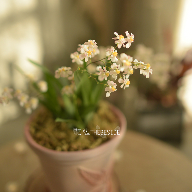 花边THEBESIDE《文心兰》桌面盆栽小绿植 气味香甜 北京年宵花礼