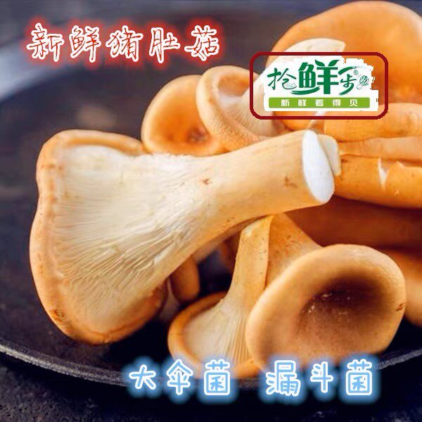 猪肚菇类蔬菜新鲜无公害