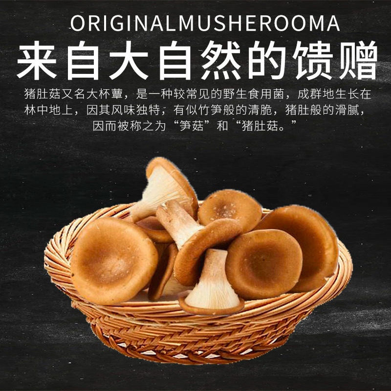 顺丰包邮猪肚菇类大伞菌菇新鲜蘑菇煲汤火锅食材当季非野生人工菌