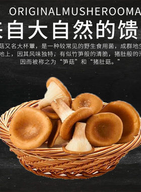 顺丰包邮猪肚菇类大伞菌菇新鲜蘑菇煲汤火锅食材当季非野生人工菌