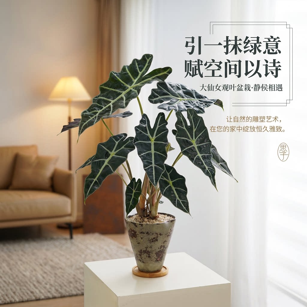 大仙女海芋绿植盆栽室内桌面植物懒人适合养的花卉净化空气小盆景