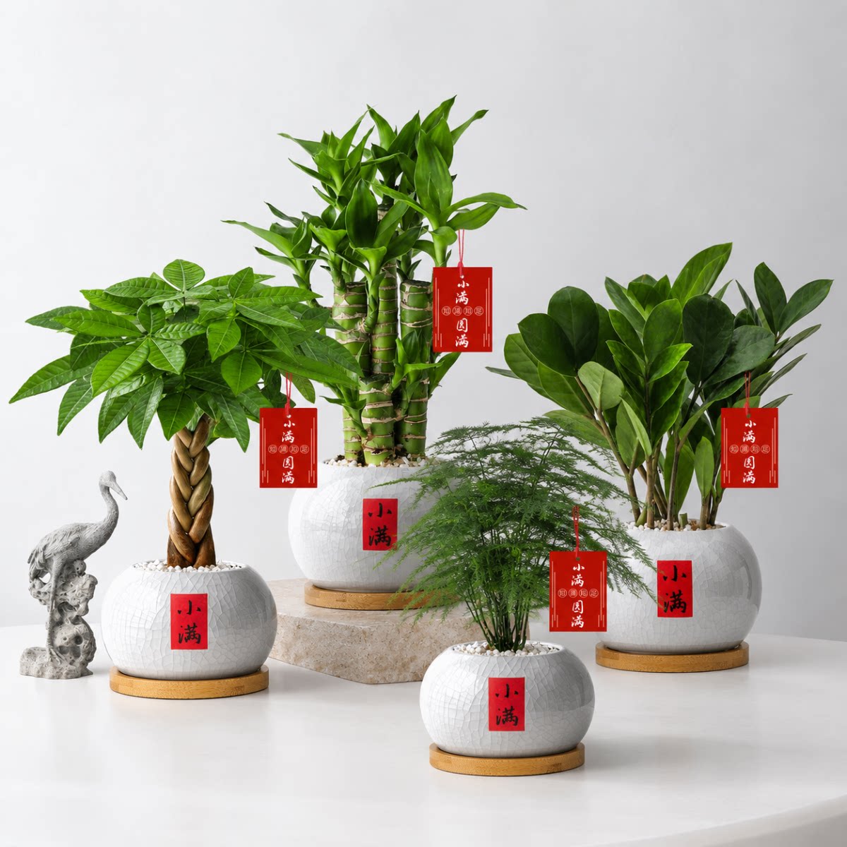发财树绿植盆栽室内适合懒人养的花富贵竹文竹植物桌面金钱树盆景