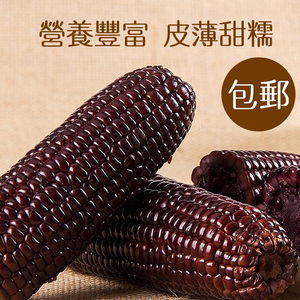 黑糯玉米种子甜四季播种高产大田杂交抗旱耐高温彩色春季非转基因